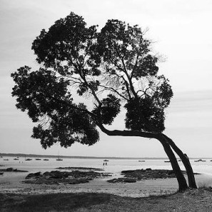 image en nuances de gris