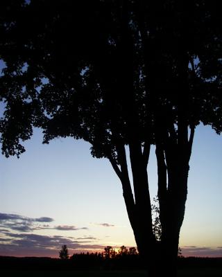 Arbre au cr&eacute;puscule